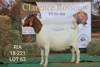 1 X BOERBOK OOI/EWE CLARENCE ROSSOUW - KUDDE/FLOCK