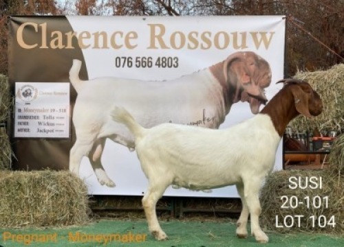 1 X BOERBOK OOI/EWE CLARENCE ROSSOUW - STOET/STUD