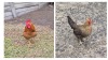 Haan en hen, troeteldier of skoudier