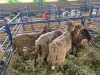 LOT 48 4X OOI/EWE SKAAP Gou - Gou, Jaco Naude - 083 631 5562 (Per stuk om lot te neem/Per Piece to take the lot) - 2