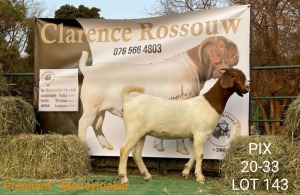 1 X BOERBOK OOI/EWE CLARENCE ROSSOUW - KUDDE/FLOCK