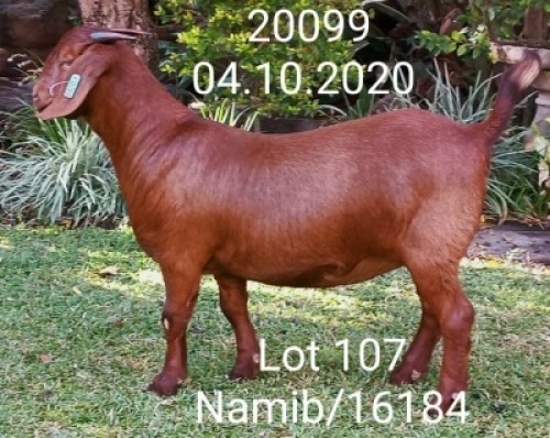 1 X KALAHARI RED OOI/EWE DHIDEJAK J.KLEYNHANS - POTENTIAL STUD