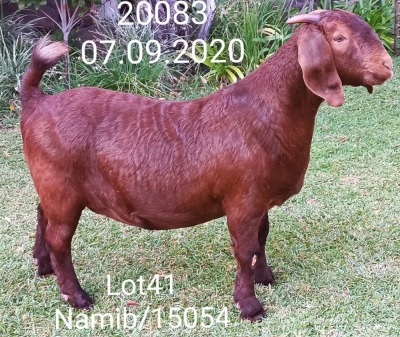 1 X KALAHARI RED OOI/EWE DHIDEJAK J.KLEYNHANS - POTENTIAL STUD