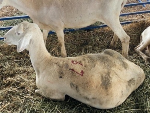 LOT 49 3X OOI/EWE SKAAP Gou - Gou, Jaco Naude - 083 631 5562 (Per stuk om lot te neem/Per Piece to take the lot)
