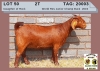 1 X KALAHAR RED OOI/EWE - ALBIE HORN ALBIAN STOET - STOET/STUD