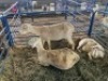 LOT 49 3X OOI/EWE SKAAP Gou - Gou, Jaco Naude - 083 631 5562 (Per stuk om lot te neem/Per Piece to take the lot) - 2
