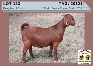 1 X KALAHAR RED OOI/EWE - ALBIE HORN ALBIAN STOET - POTENTIAL STUD