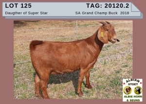 1 X KALAHAR RED OOI/EWE - ALBIE HORN ALBIAN STOET - KUDDE/FLOCK