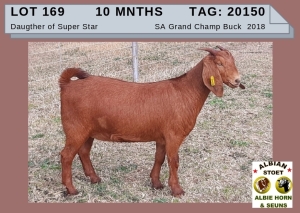 1 X KALAHARI RED OOI/EWE -ALBIE HORN ALBIAN STOET - KUDDE/FLOCK