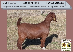 1 X KALAHARI RED OOI/EWE - ALBIE HORN ALBIAN STOET - KUDDE/FLOCK