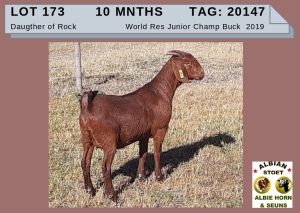 1 X KALAHARI RED OOI/EWE - ALBIE HORN ALBIAN STOET - KUDDE/FLOCK