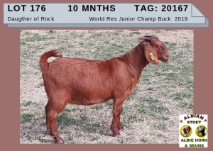 1 X KALAHARI RED OOI/EWE - ALBIE HORN ALBIAN STOET - KUDDE/FLOCK