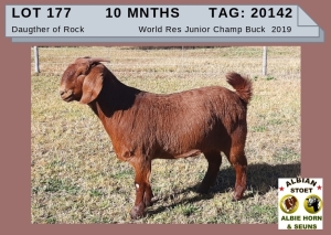 1 X KALAHARI RED OOI/EWE - ALBIE HORN ALBIAN STOET - KUDDE/FLOCK