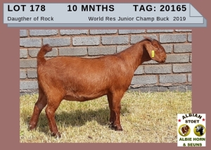 1 X KALAHARI RED OOI/EWE - ALBIE HORN ALBIAN STOET - KUDDE/FLOCK