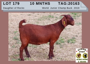 1 X KALAHARI RED OOI/EWE - ALBIE HORN ALBIAN STOET - KUDDE/FLOCK