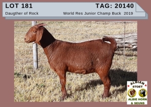 1 X KALAHARI RED OOI/EWE - KUDDE/FLOCK - ALBIE HORN ALBIAN STOET