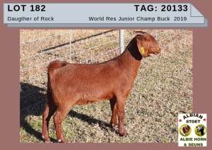 1 X KALAHARI RED OOI/EWE - ALBIE HORN ALBIAN STOET - KUDDE/FLOCK