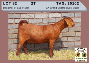 1 X KALAHAR RED OOI/EWE - ALBIE HORN ALBIAN STOET - STOET/STUD