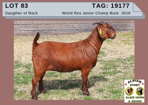 1 X KALAHAR RED OOI/EWE -ALBIE HORN ALBIAN STOET - KUDDE/FLOCK