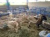 LOT 50 4X OOI/EWE SKAAP Gou - Gou, Jaco Naude - 083 631 5562 (Per stuk om lot te neem/Per Piece to take the lot) - 2