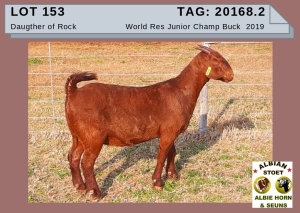 1 X KALAHARI RED OOI/EWE -ALBIE HORN ALBIAN STOET - KUDDE/FLOCK