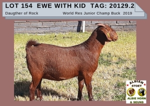 1 X KALAHARI RED OOI/EWE -ALBIE HORN ALBIAN STOET - KUDDE/FLOCK