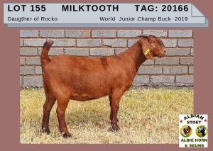 1 X KALAHARI RED OOI/EWE -ALBIE HORN ALBIAN STOET - KUDDE/FLOCK