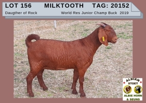 1 X KALAHARI RED OOI/EWE - ALBIE HORN ALBIAN STOET - KUDDE/FLOCK