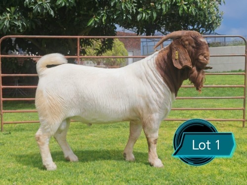1 X BOER GOAT FLOCK ON TEAT BUCK Lukas Burger