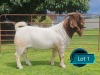 1 X BOER GOAT FLOCK ON TEAT BUCK Lukas Burger