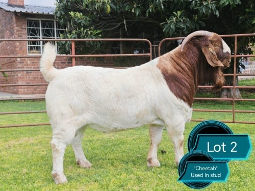 1 X BOER GOAT FLOCK ON TEAT BUCK Lukas Burger