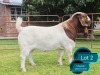 1 X BOER GOAT FLOCK ON TEAT BUCK Lukas Burger