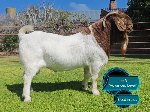 1 X BOER GOAT STUD BUCK Lukas Burger