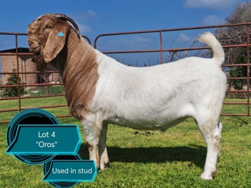 1 X BOER GOAT STUD BUCK Lukas Burger