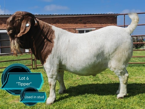 1 X BOER GOAT STUD BUCK Lukas Burger