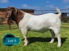 1 X BOER GOAT STUD BUCK Lukas Burger