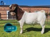 1 X BOER GOAT FLOCK ON TEAT BUCK Lukas Burger