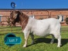 1 X BOER GOAT STUD BUCK Lukas Burger