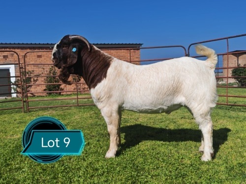 1 X BOER GOAT STUD BUCK Lukas Burger