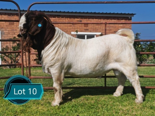 1 X BOER GOAT STUD BUCK Lukas Burger