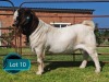 1 X BOER GOAT STUD BUCK Lukas Burger