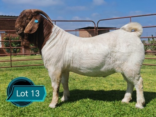 1 X BOER GOAT STUD BUCK Lukas Burger