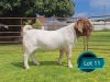 1 X BOER GOAT STUD BUCK Lukas Burger