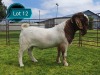 1 X BOER GOAT FLOCK ON TEAT BUCK Lukas Burger