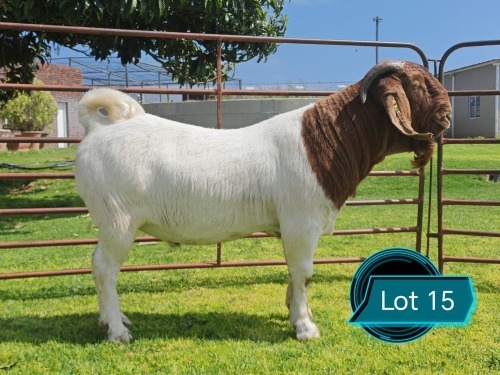 1 X BOER GOAT STUD BUCK Lukas Burger