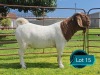 1 X BOER GOAT STUD BUCK Lukas Burger