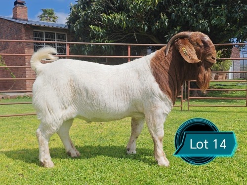 1 X BOER GOAT STUD BUCK Lukas Burger