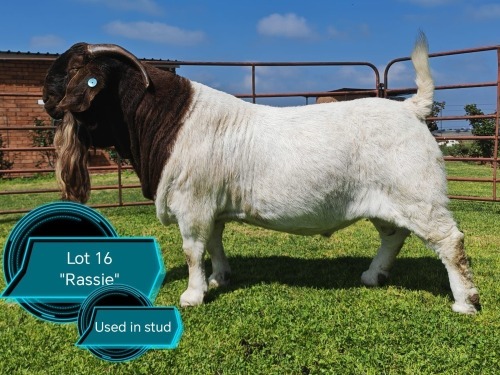 1 X BOER GOAT STUD BUCK Lukas Burger