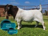 1 X BOER GOAT STUD BUCK Lukas Burger