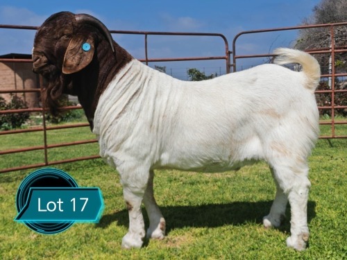 1 X BOER GOAT STUD BUCK Lukas Burger
